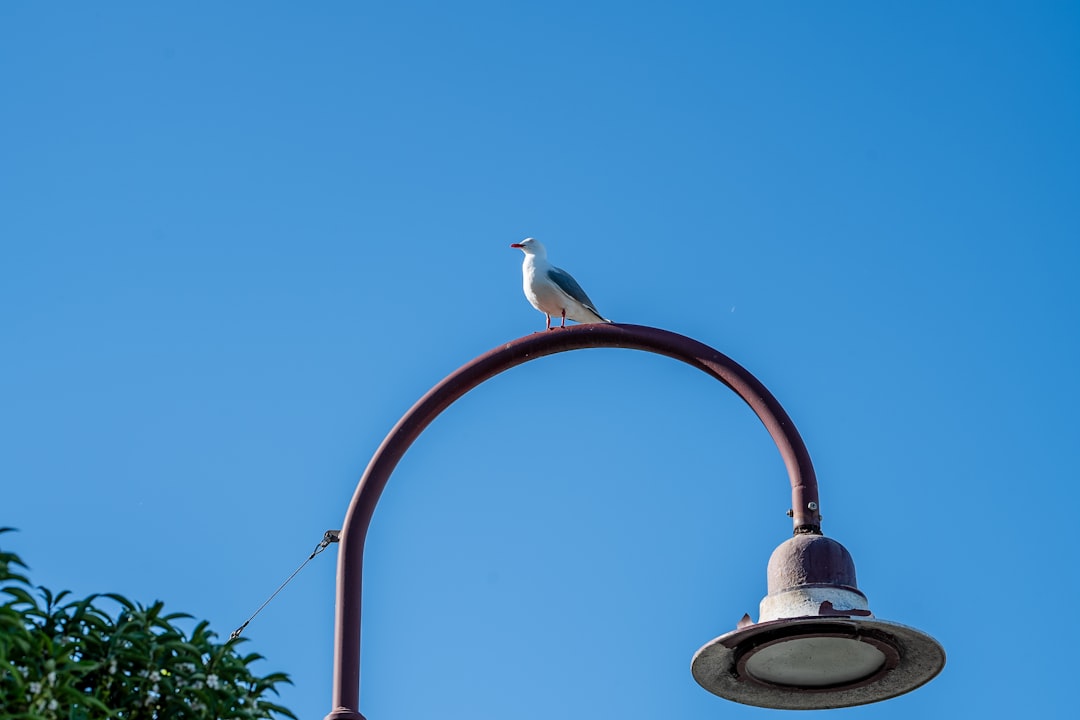 Photo bird ring light fixture